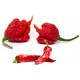 South Carolina Reaper Sauce 142ml