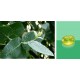Ricola Eucalyptus 40g - švýcarské bylinné bonbóny bez cukru